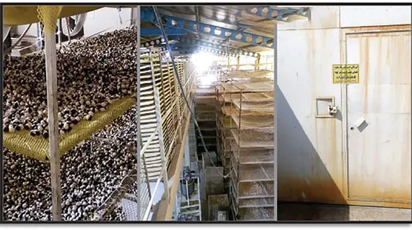 کشک هایی که جان مردم مشهد را به خطر انداخت / بزرگترین مرکز تولید مخفیانه کشک غیربهداشتی پلمب شد