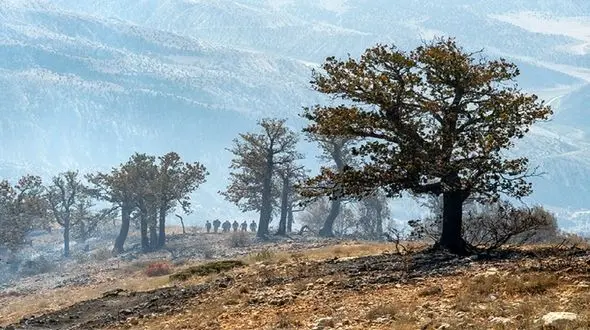 این خانواده دسته جمعی در جنگل کردکوی گم شدند / سرنوشت آنها چه شد؟