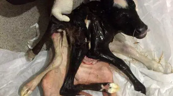 تولد گوساله عجیب و غریب در کرمان + عکس 