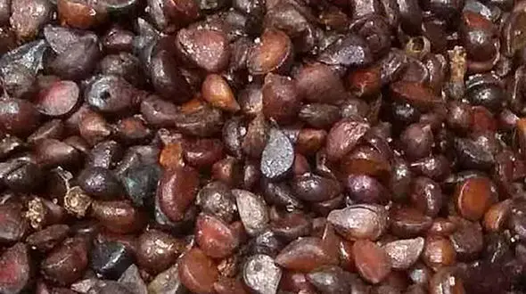 انچوچک چیست؟