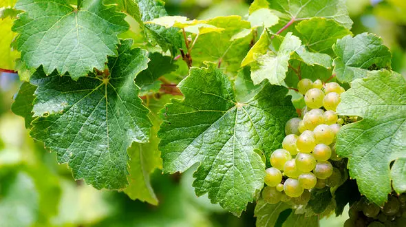 16 خاصیت بی نظیر برگ مو برای بدن