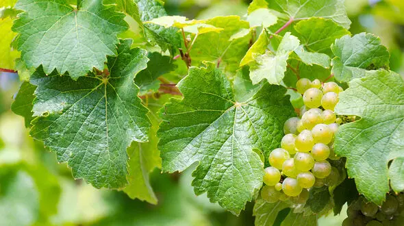 16 خاصیت بی نظیر برگ مو برای بدن