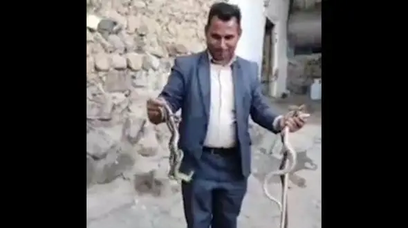 فیلم از لحظه شکار مار سمی از طویله یک هشترودی / مرد مارگیر کیست ؟ 