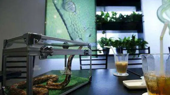 نوشیدن قهوه در کنار مارهای سمی در این کافه دل شیر می خواهد+عکس