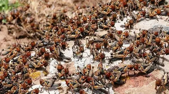 عملیات ویژه برای معدوم کردن ملخ ها در تهران