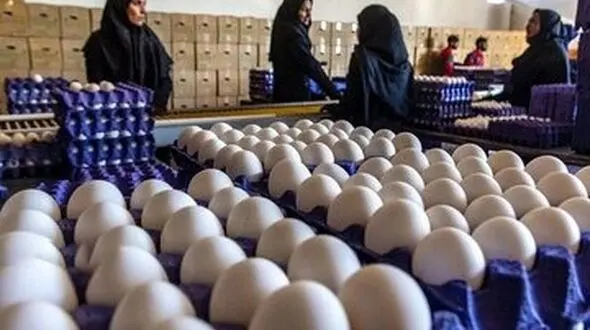 قیمت واقعی تخم مرغ چقدر است؟ روایت مرغداران از گرانی