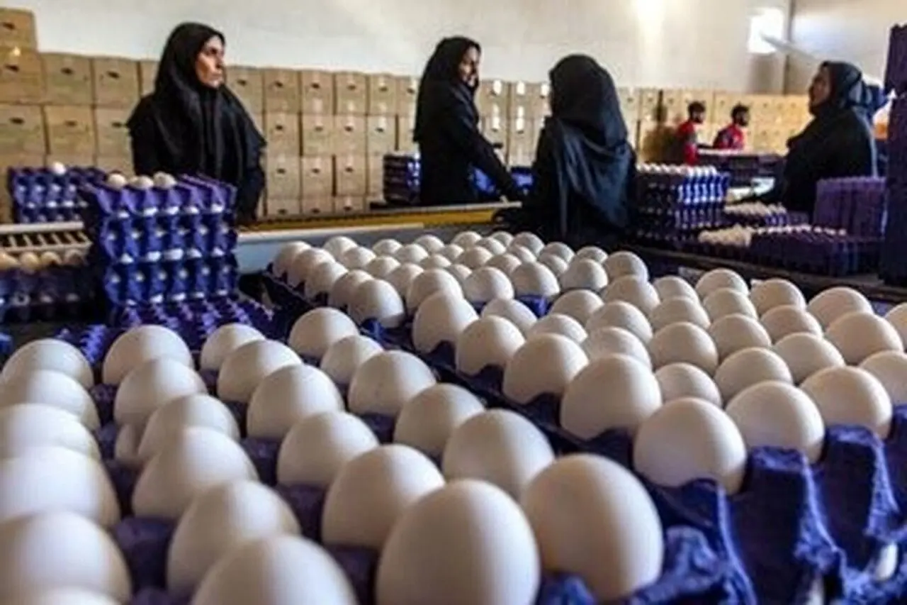 قیمت واقعی تخم مرغ چقدر است؟ روایت مرغداران از گرانی