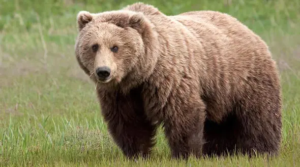 حمله خرس وحشی به  مرد کهگیلویه ای