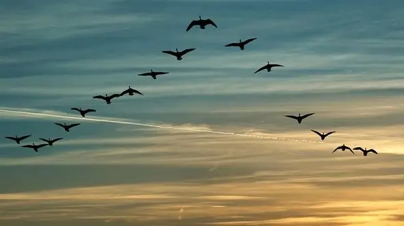 پرندگان مهاجر پیوند دهنده کشورهای جهان