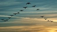پرندگان مهاجر پیوند دهنده کشورهای جهان