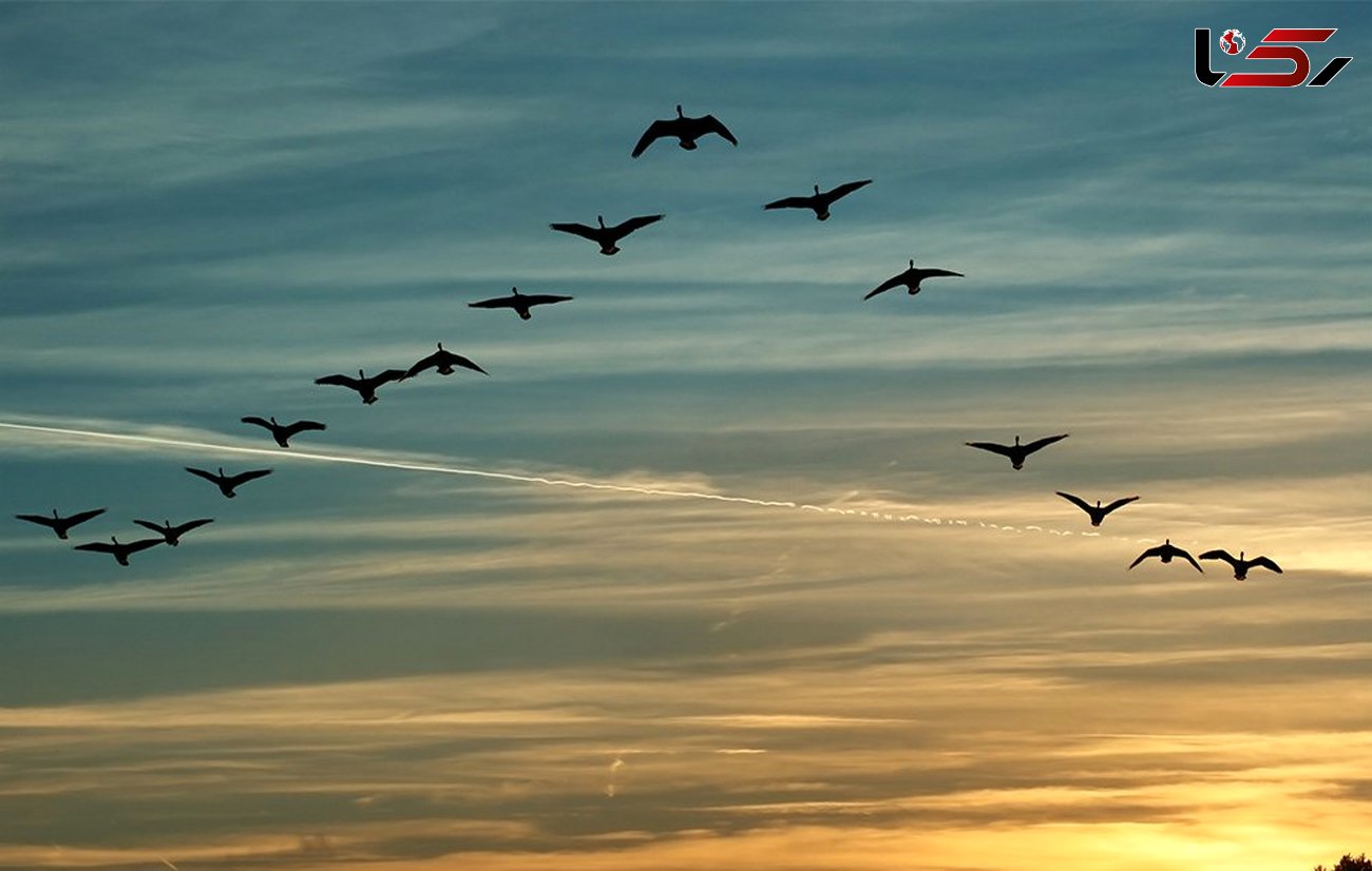پرندگان مهاجر پیوند دهنده کشورهای جهان