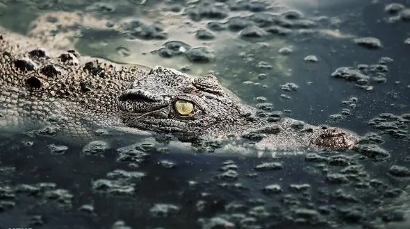 مزرعه وحشت در همدان + تصاویر