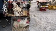 فروش مرغ زنده در بازارهای سنتی ممنوع است