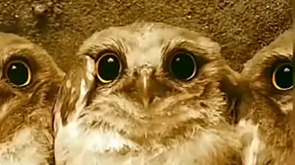 ماجرای گورکن و والدین جوجه ها + فیلم