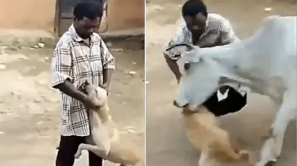 حمله گاو هندی به مرد سگ آزار + بهترین فیلم