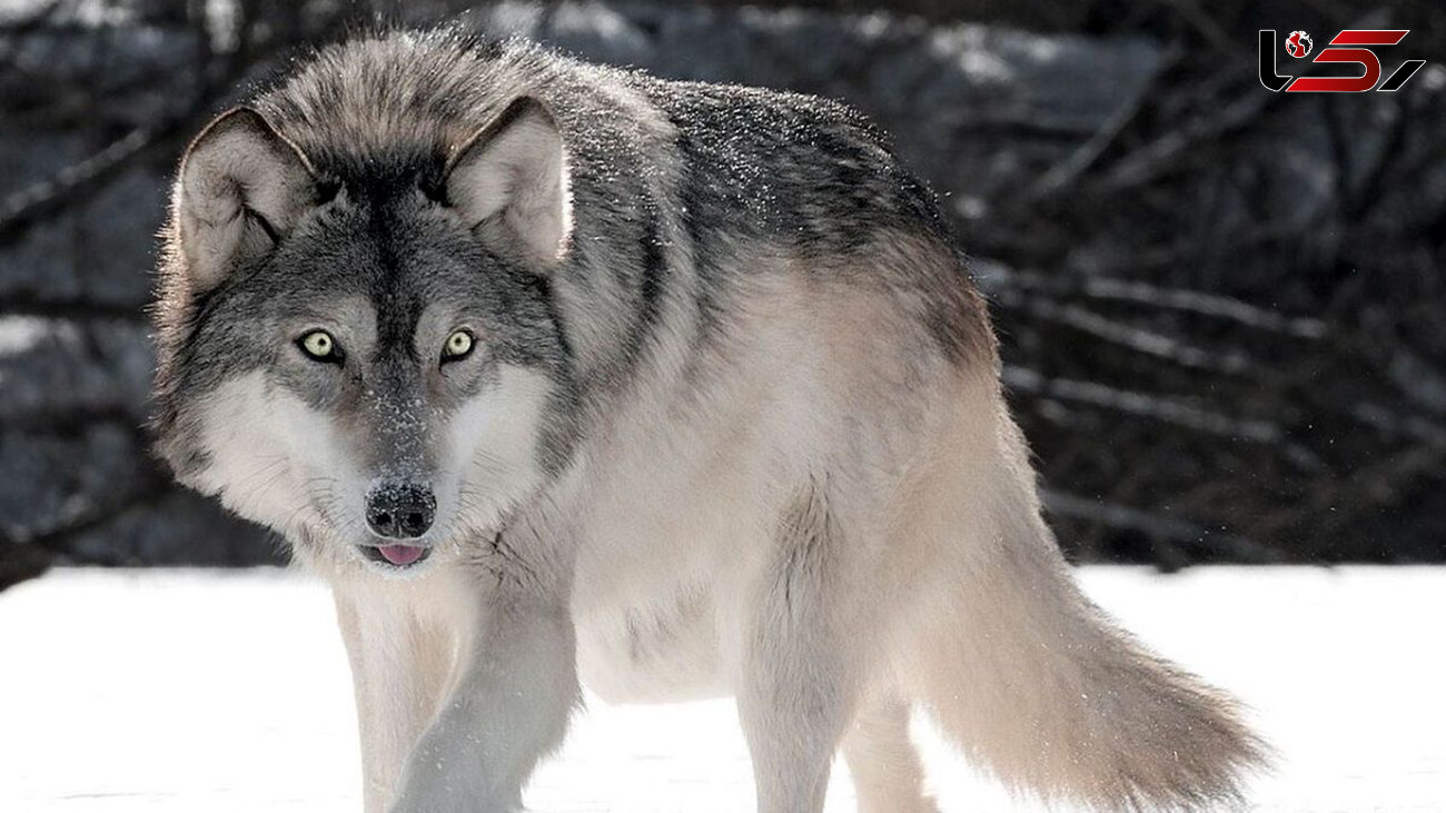 (عکس) غول‌پیکرترین گرگ جهان، یک شکارچی باشکوه