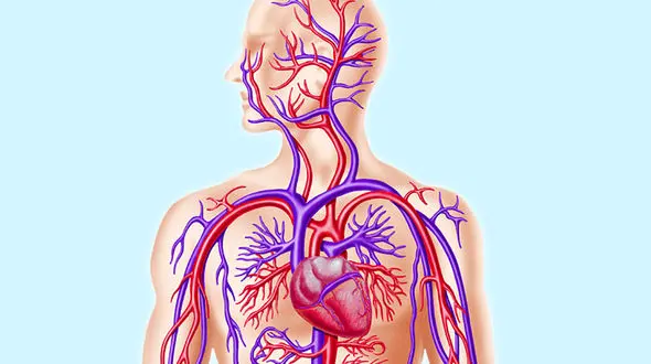 خوراکی های افزایش دهنده اکسیژن خون کدامند؟