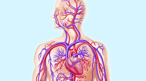 خوراکی های افزایش دهنده اکسیژن خون کدامند؟
