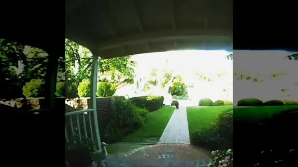 وحشت مادر و نوزاد از خرس ولگرد + فیلم