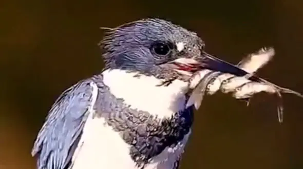 باکلان باهوش پنج ماهی را گرفت /  اما تنها یک ماهی را نگه داشت!