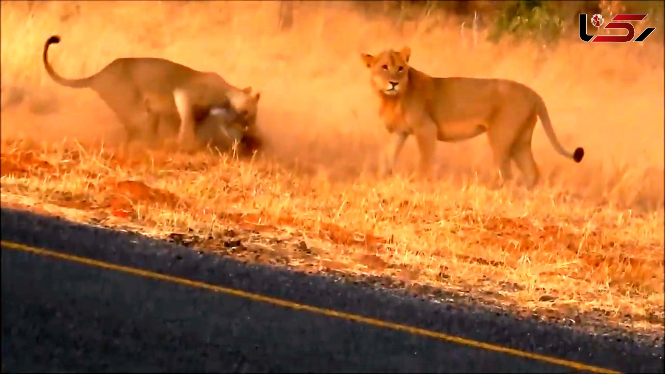 شکار یک گراز توسط شیرها کنار جاده آسفالته + فیلم بسیار زیبا