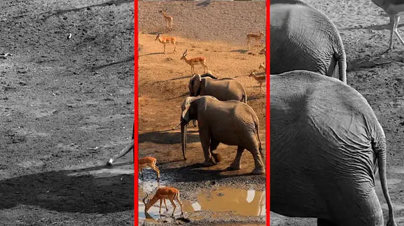 فیلم آرامش حیات وحش کنار برکه