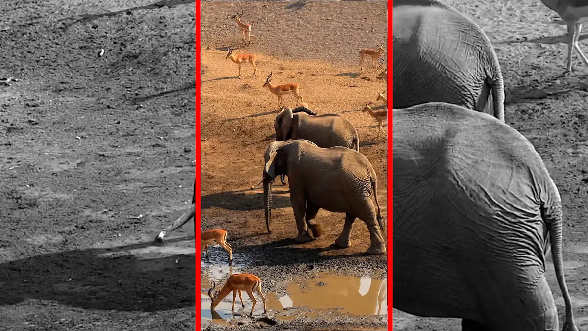 فیلم آرامش حیات وحش کنار برکه