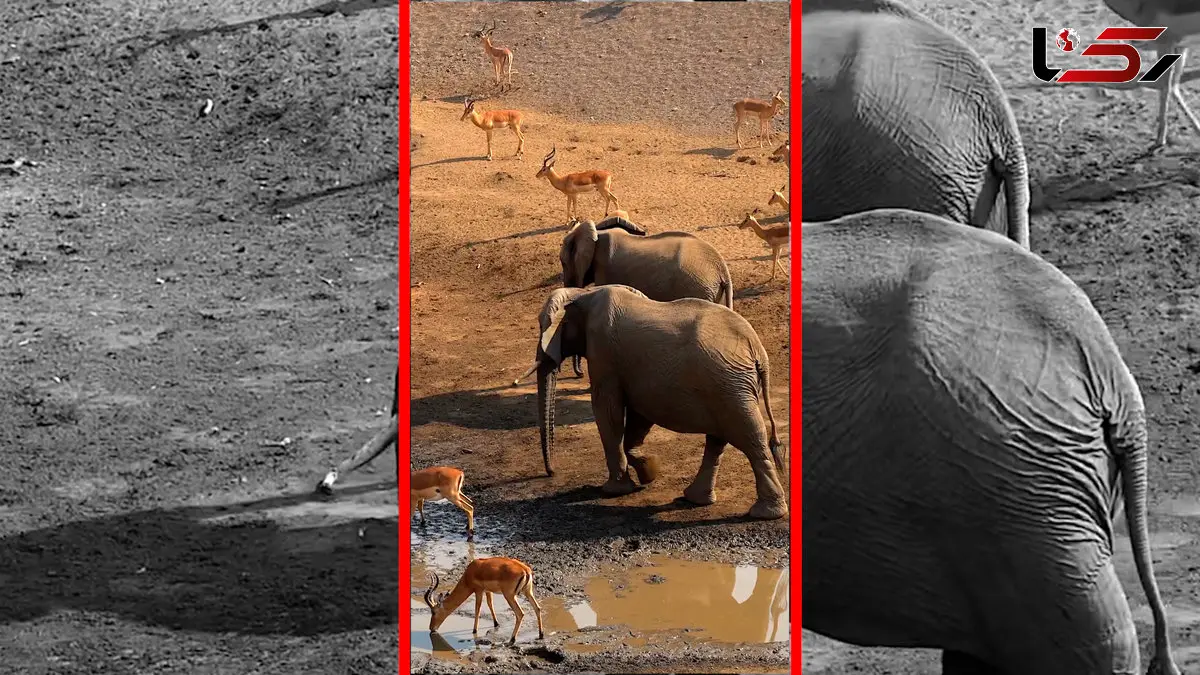 فیلم آرامش حیات وحش کنار برکه