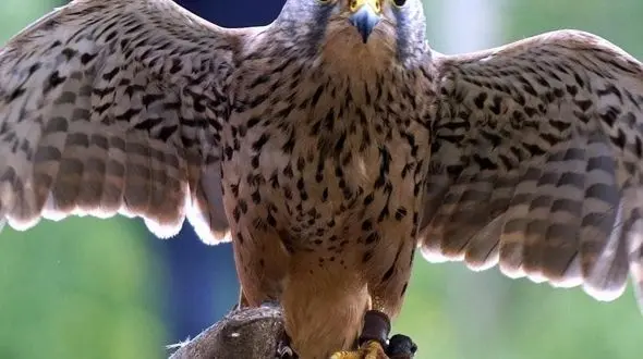 سکوتی از جنس قدرت / عقاب و شاهین در قاب طبیعت