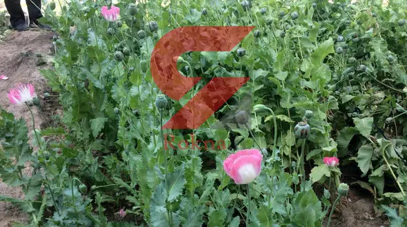 جزییات کاشت خشخاش و ماری جوانا در خوزستان! / پلیس مزرعه را به آتش کشید!