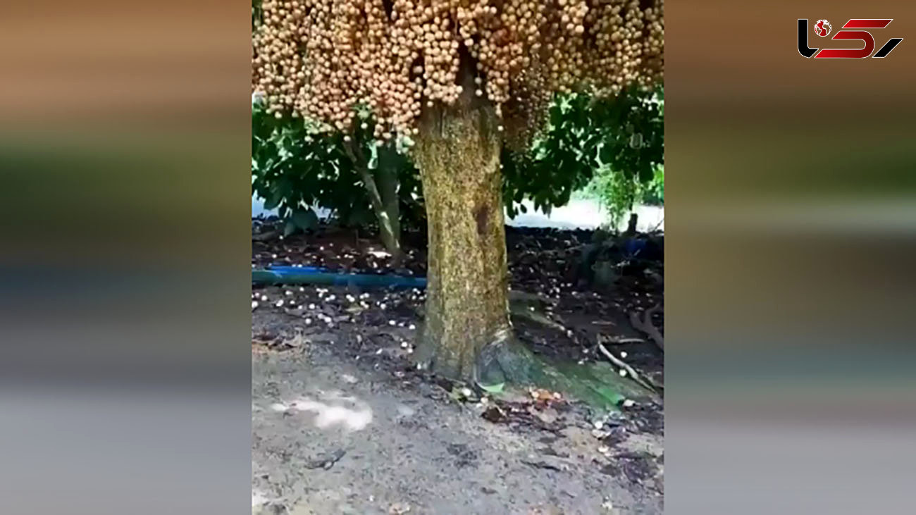 عجیب ترین میوه های یک درخت را ببینید+ فیلم