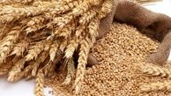خریداری ۱۰هزارتن گندم توسط تعاون روستایی لرستان از کشاورزان