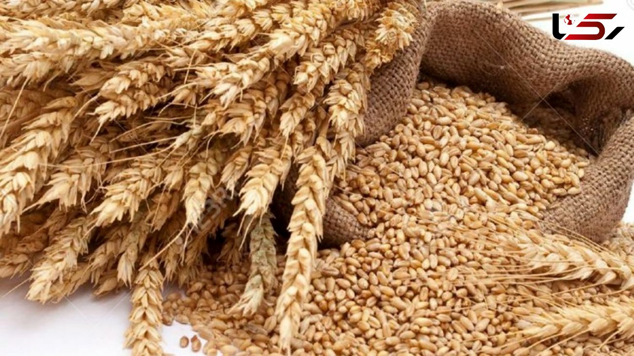 خریداری ۱۰هزارتن گندم توسط تعاون روستایی لرستان از کشاورزان