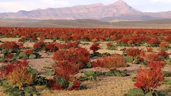 بزرگترین دشت ریواس ایران را دیده اید؟ + فیلم 