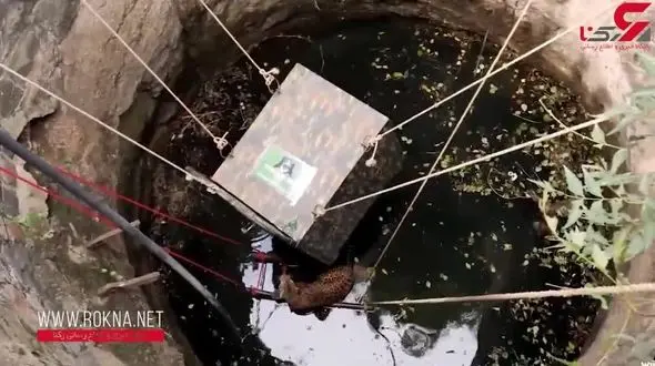 لحظه نجات هیجان انگیز یک پلنگ از چاه پر از آب + فیلم 