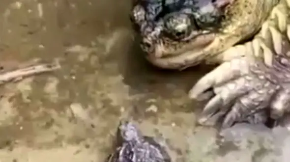 این لاک پشت به هم‌نوع خود رحم نکرد + فیلم