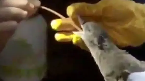 نجات جان پرنده ای که در حال جان دادن است / پرویز پرستویی منتشر کرد + فیلم