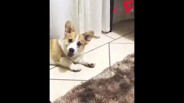 عکس العمل سگ شکمو به تنقلات صاحبش+فیلم