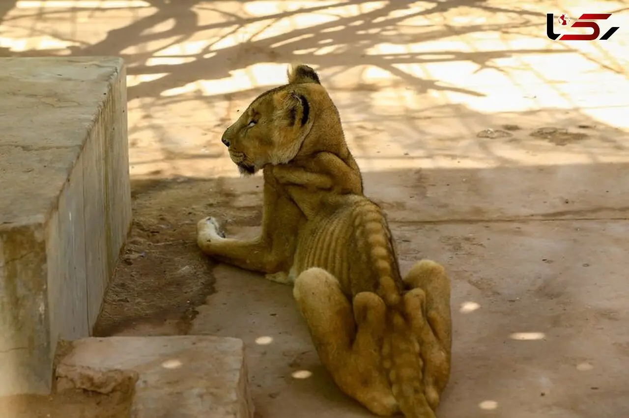 عکسی که دنیا را تکان داد / سودان
