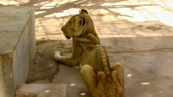 عکسی که دنیا را تکان داد / سودان