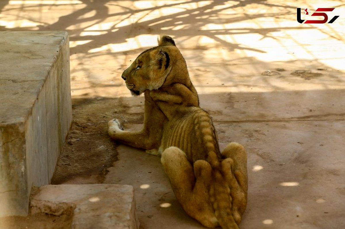 عکسی که دنیا را تکان داد / سودان