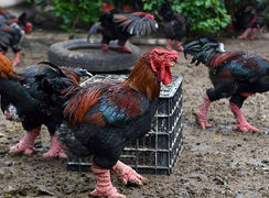 مرغ اژدها در سفره غذایی ثروتمندان ویتنام + فیلم