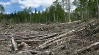 افزایش معضلات اجتماعی با بی توجهی به کربن زدایی از صنعت و اقتصاد/ بدون پایان دادن به جنگل زدایی به کربن به صفر نخواهیم رسید