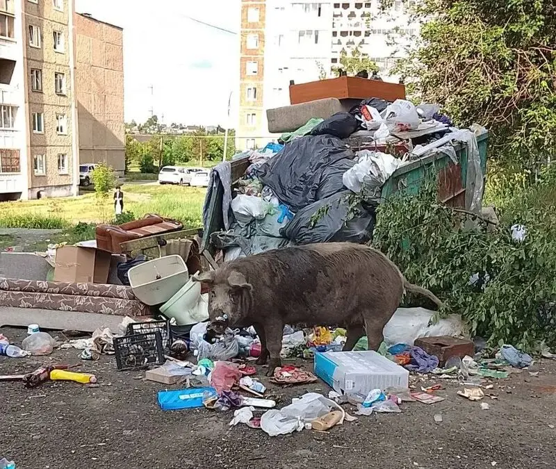 فیلم جولان خوک‌ها در خیابان 