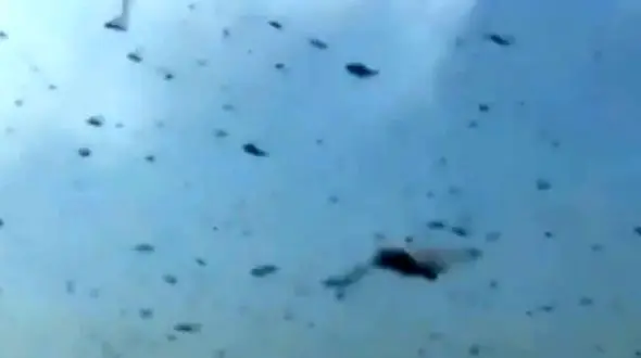 فرصت طلبی صاحب یک مزرعه هنگام هجوم ملخ‌ها + فیلم