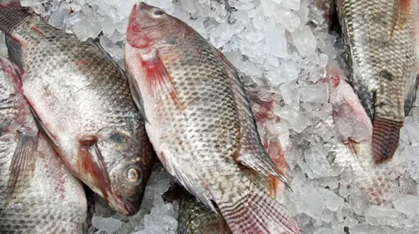 ماهی مرده زنده شد! + فیلم 