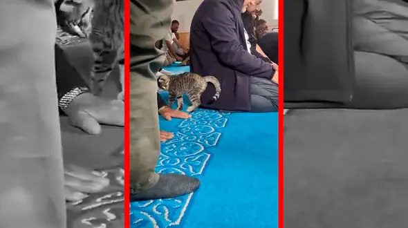 فیلم بازی گربه با نمازگزار در مسجد ترکیه
