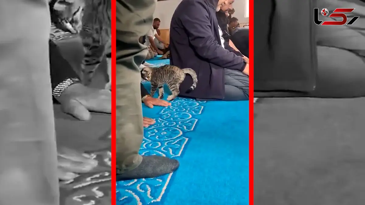 فیلم بازی گربه با نمازگزار در مسجد ترکیه