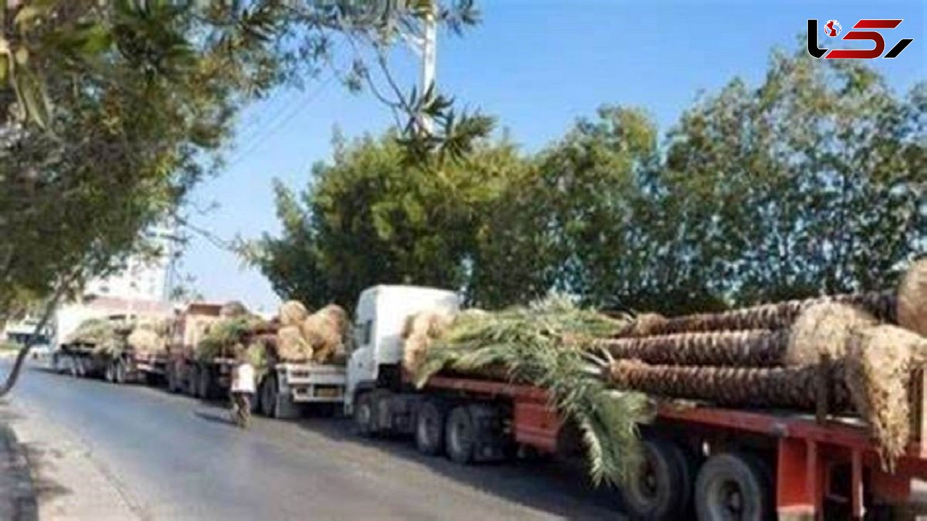 تایید صادرات نخل های ایران به قطر / محموله های صادراتی برگشت خوردند!