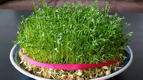 فیلم/ آموزش درست کردن ساده و سریع سبزه سفره عید 1403 با عدس 